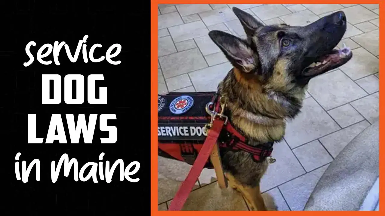 Service Dog Laws In Maine