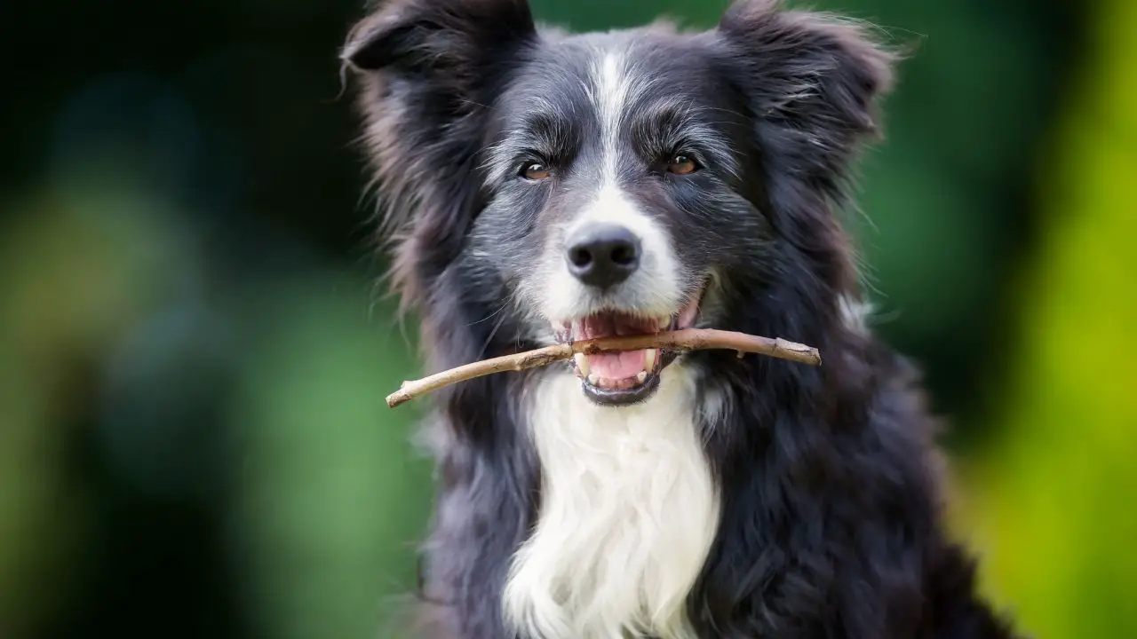 Shedding And Dander Production In Border Collies