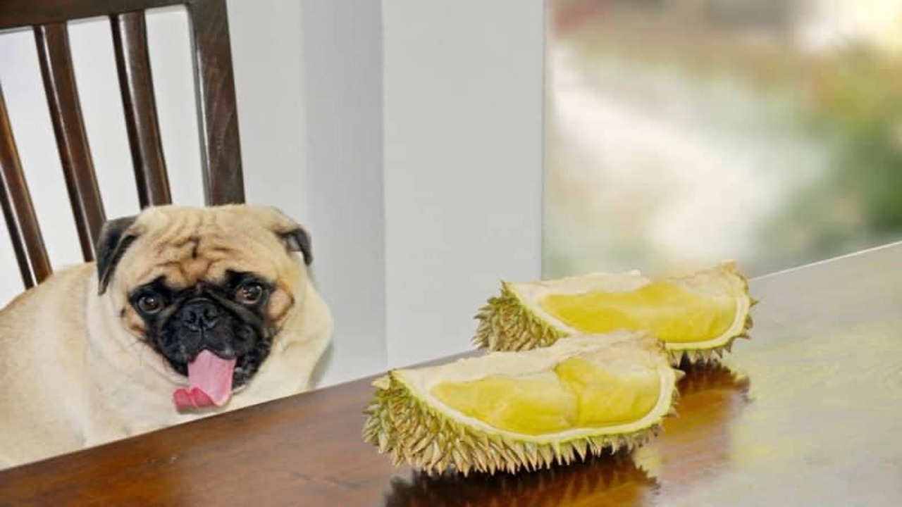 Signs Of Allergic Reactions In Dogs To Durian Fruit