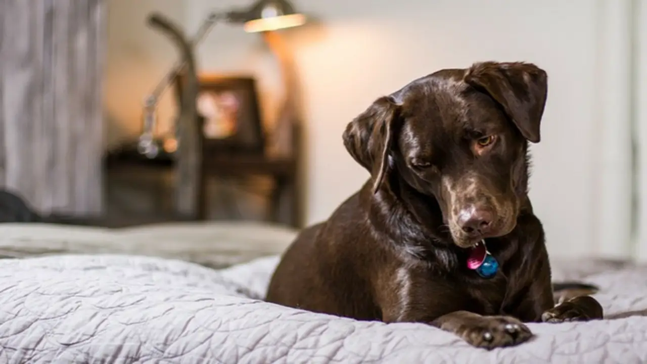 Signs That Indicate Your Dog Might Be Having A Wet Dream