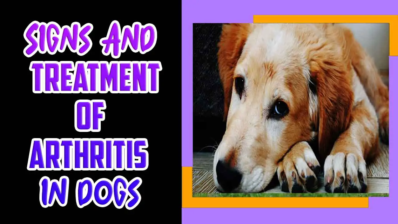 Signs And Treatment Of Arthritis In Dogs