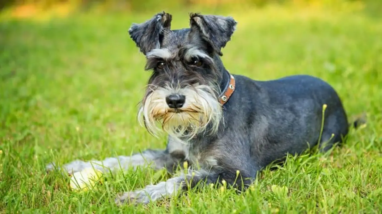 Size And Physical Features Of The Teacup Mini Schnauzer