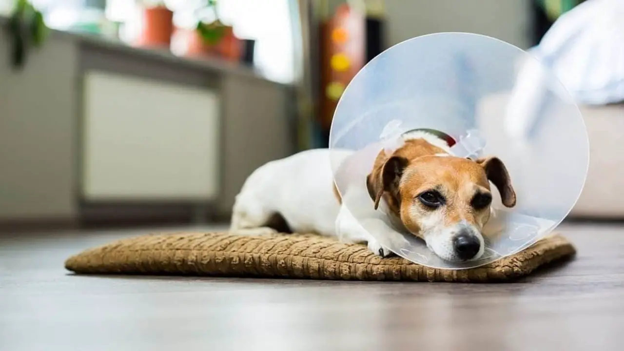Some Common After-Effects Of A Spay Or Neuter Surgery On Dogs