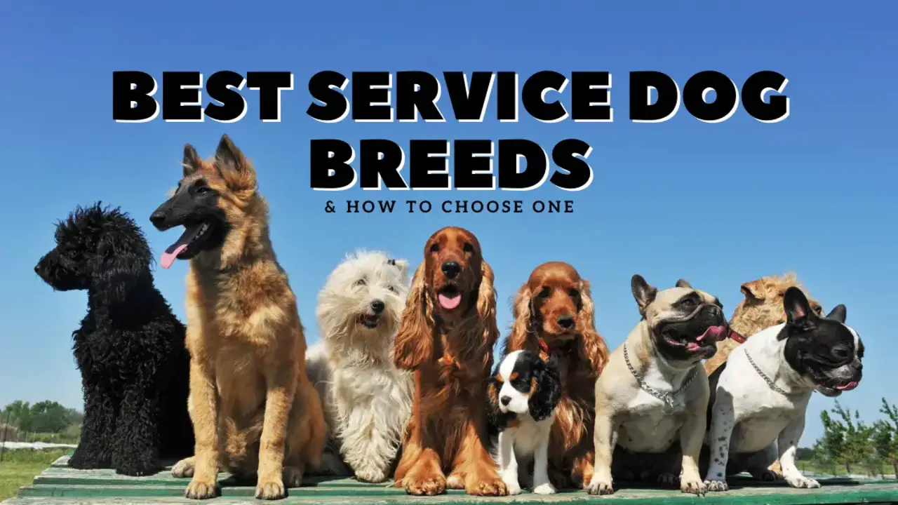 Specific Breeds Of Service Dogs