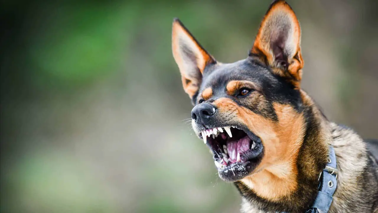 Statutes Of Limitations For Dog Bite Cases In Michigan