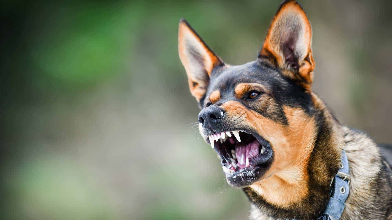 Statutes Of Limitations For Dog Bite Cases In Michigan