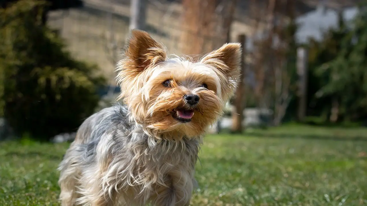 Techniques On How To Stop Yorkie Barking
