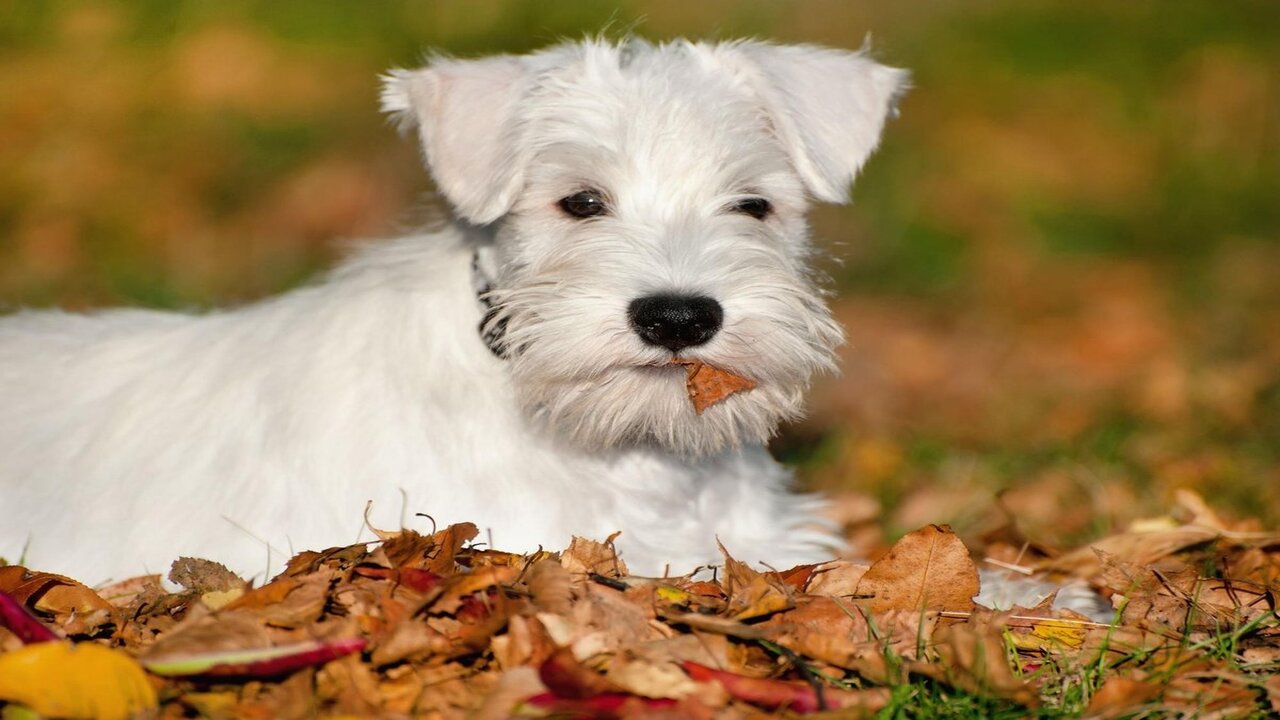 The Ability Of Schnauzers To See TV