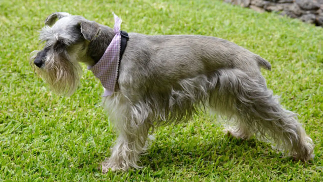 The Basics Of Schnauzer Coat Care Without Haircut
