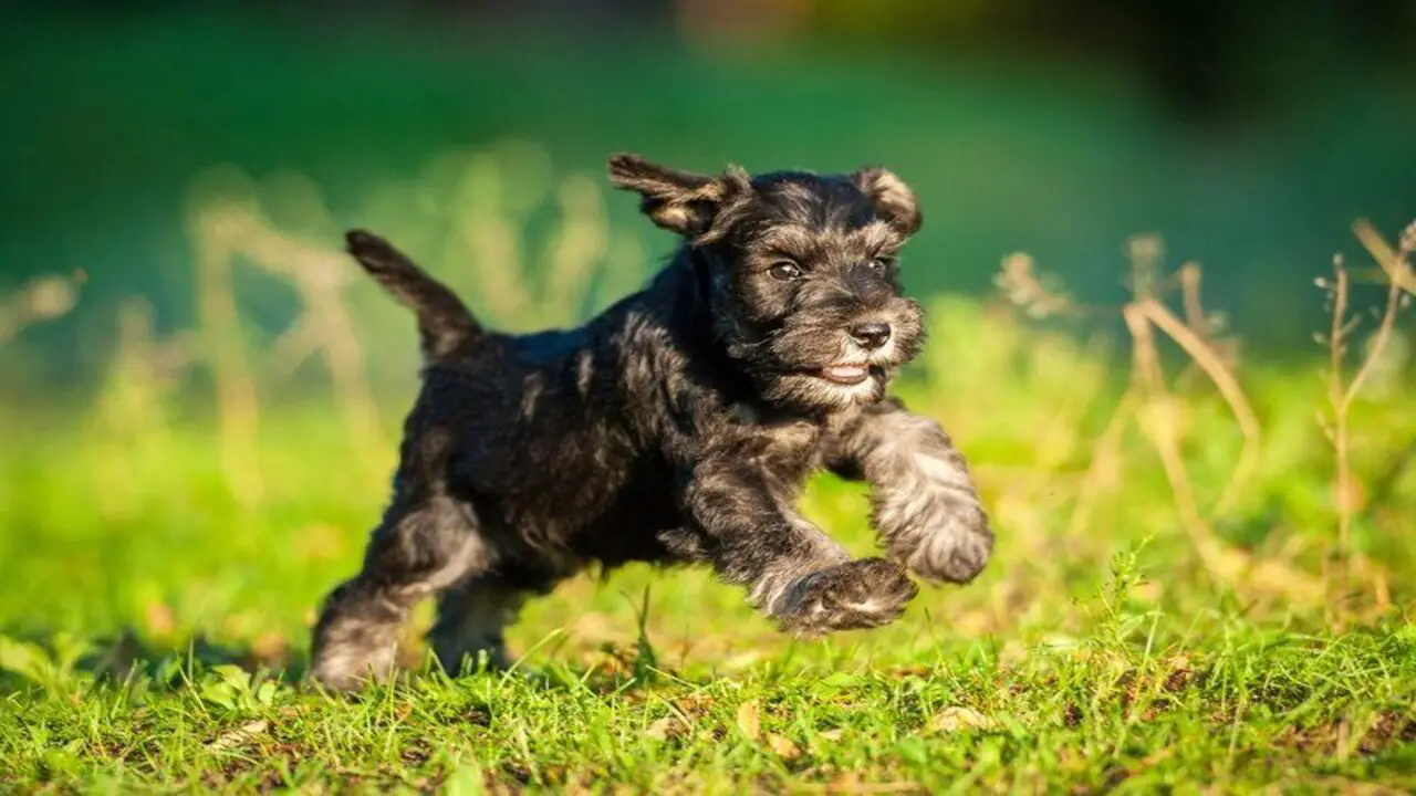 The Cost Of Buying The Best Schnauzer Puppy Chew Toys