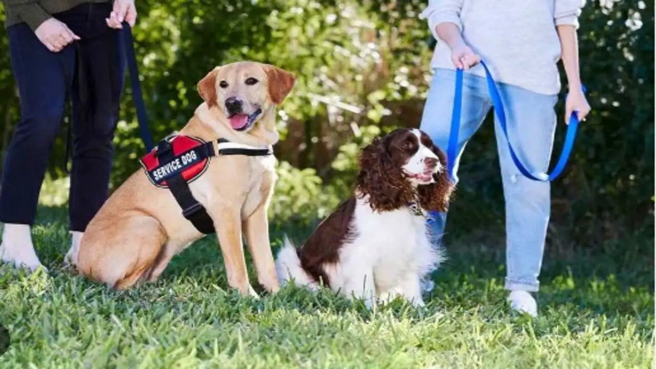 The Difference Between Esas And Service Animals