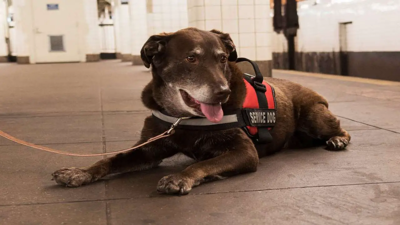 The Implications Of Misrepresenting A Pet As A Service Dog