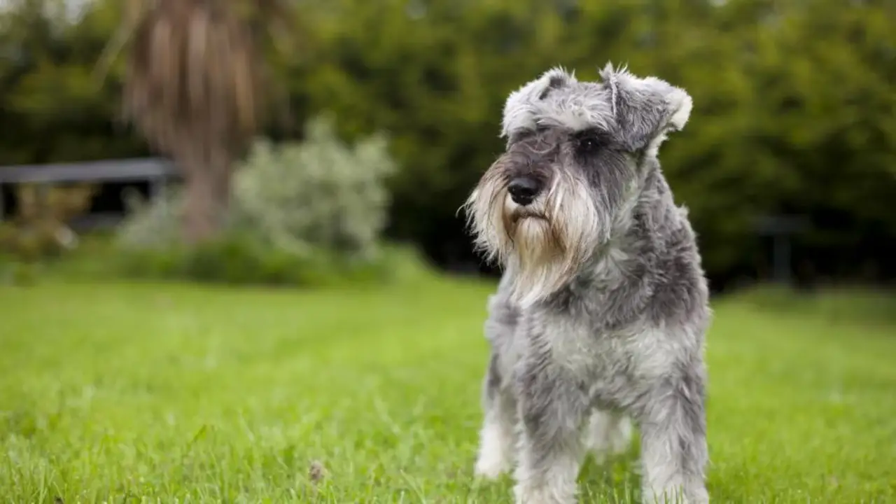 The Importance Of Walks For Schnauzers' Health And Well-Being