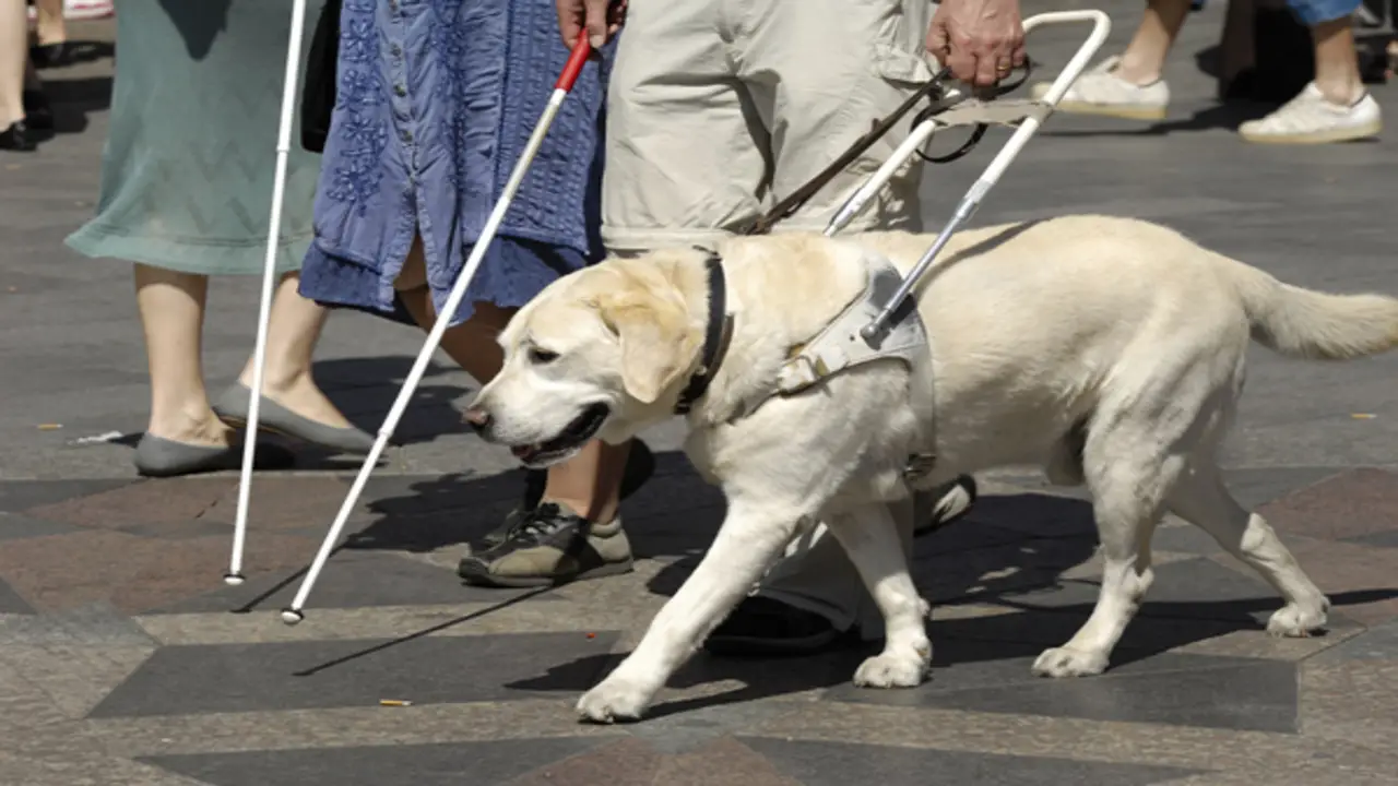 The Legal Definition Of A Service Dog In Maine