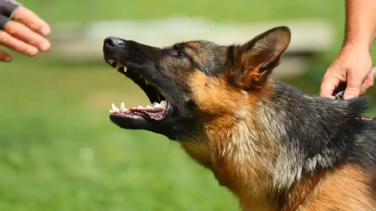 The Legal Of Indiana Dog Bite Laws Attacks: Understanding Your Rights