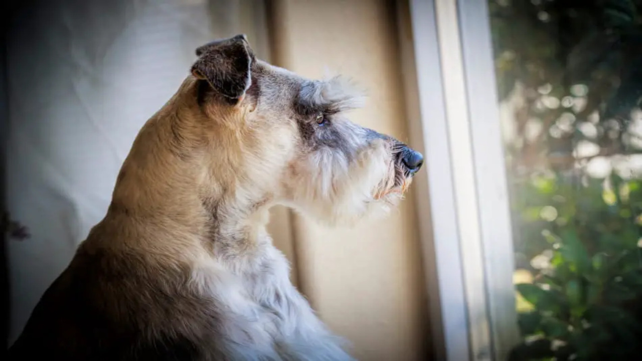 The Limitations Of TV Viewing For Schnauzers