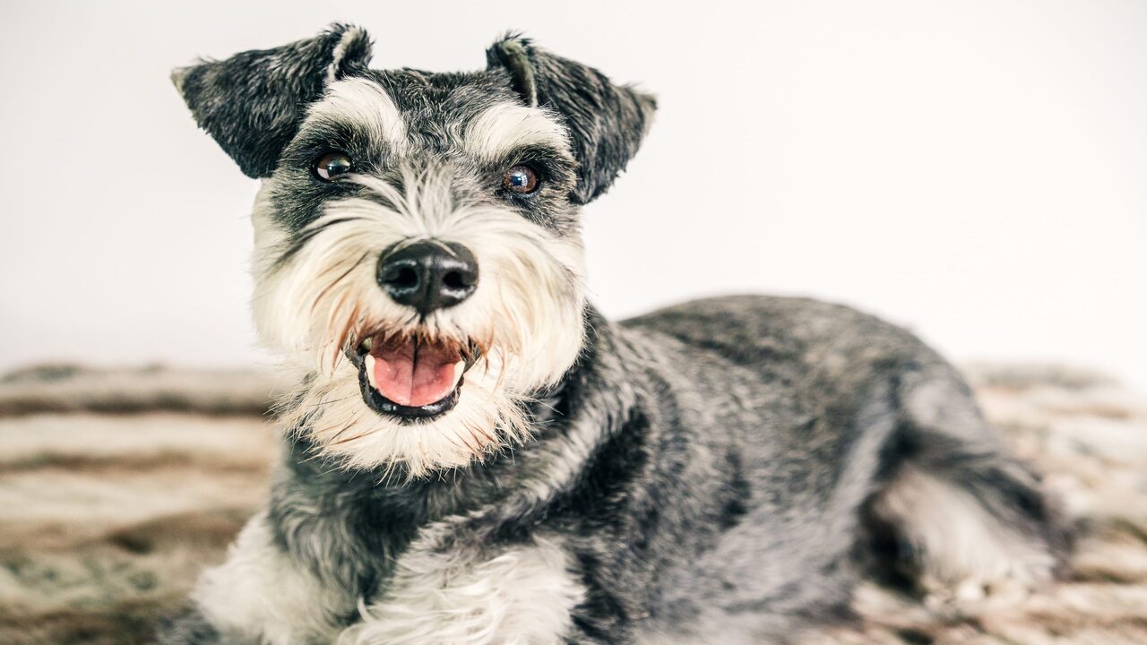 The Loyal Nature Of Schnauzers