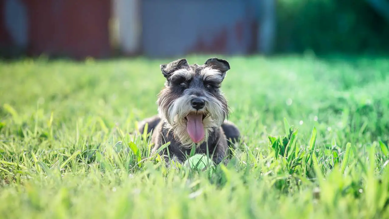 The Miniature Schnauzer With Tail Appearance And Characteristics