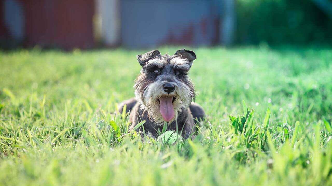 Miniature Schnauzer With Tail - Best Breed Schnauzer