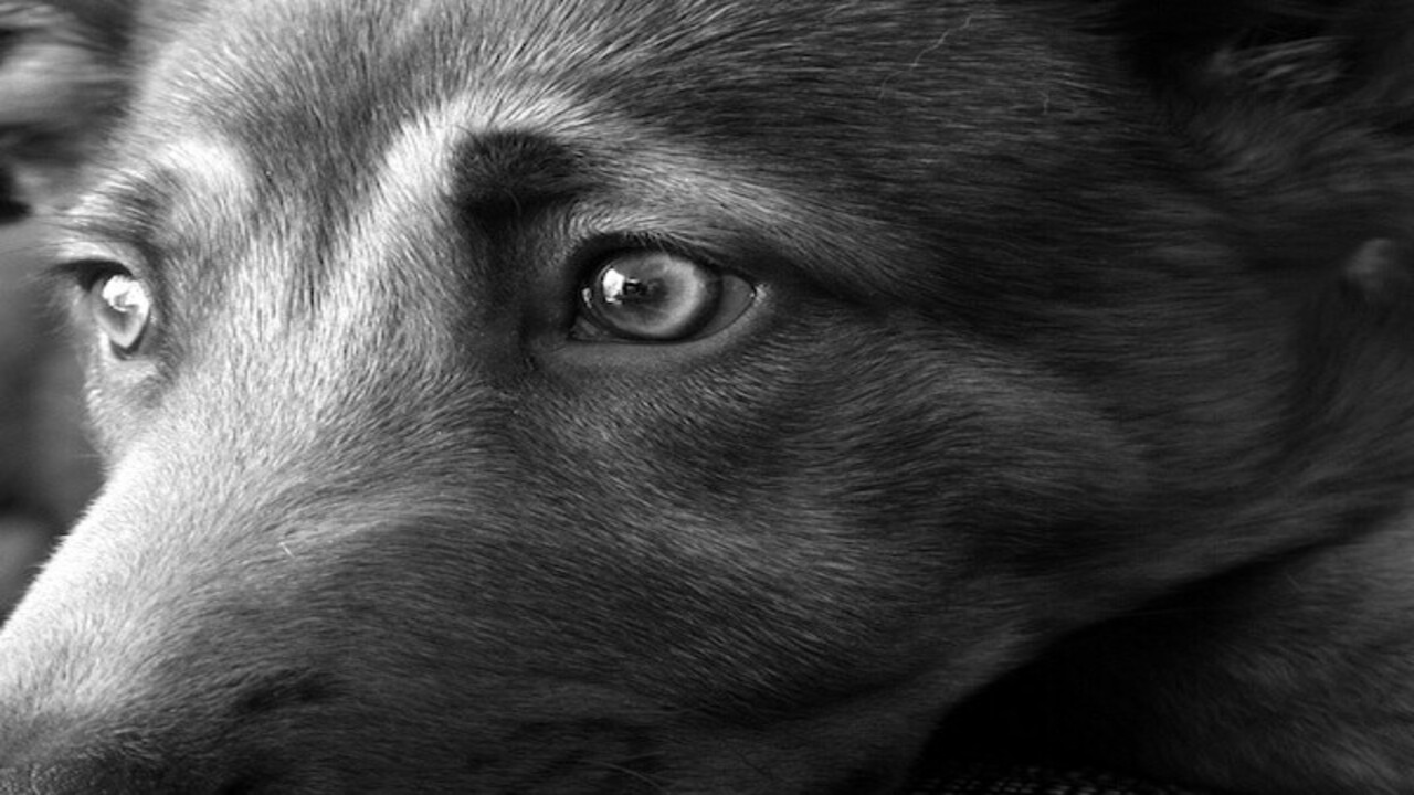 The Myth Of Dogs Seeing In Black And White
