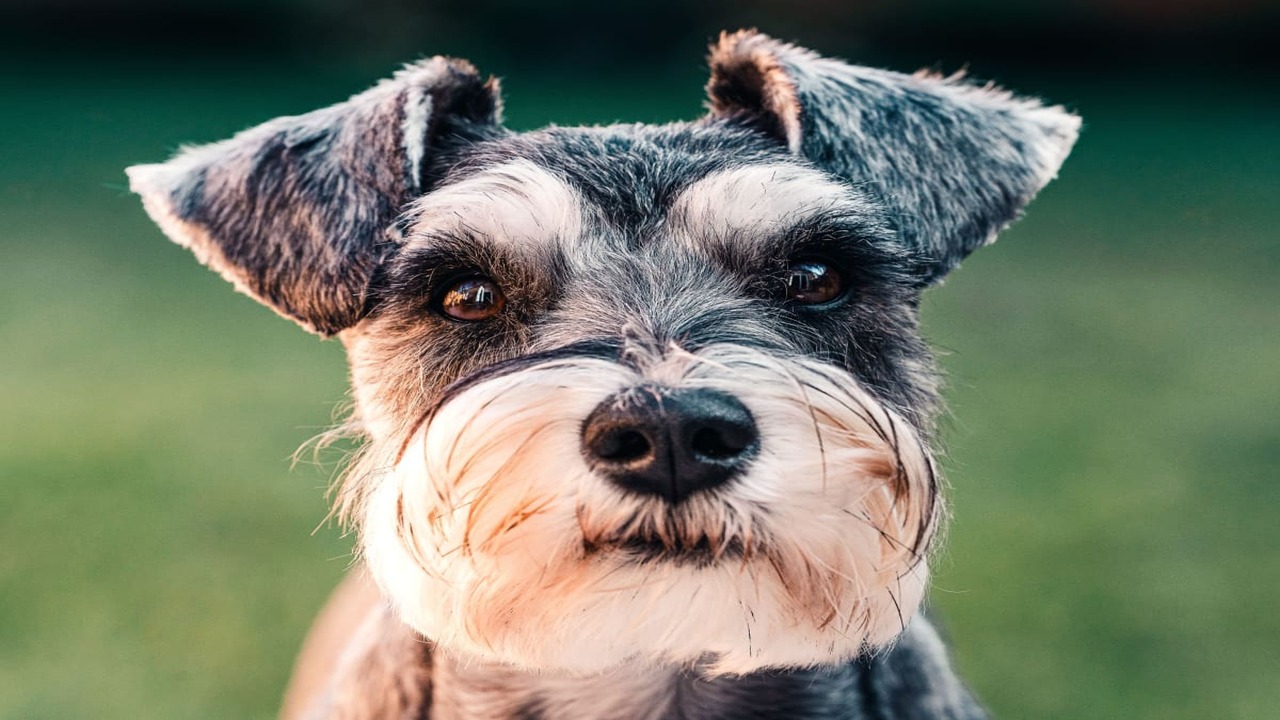 The Origin And History Of Schnauzers