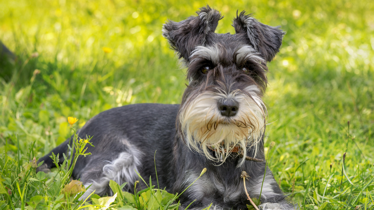 Miniature Schnauzer With Tail - Best Breed Schnauzer