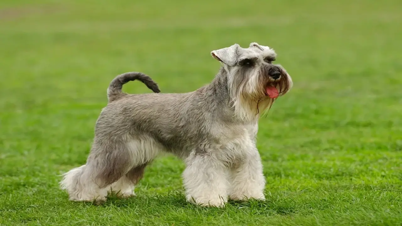 The Right Styling For Skirt On Schnauzer