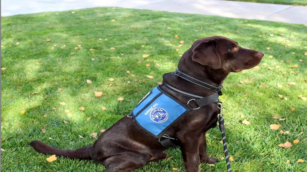 The Role Of A Psychiatric Service Dog