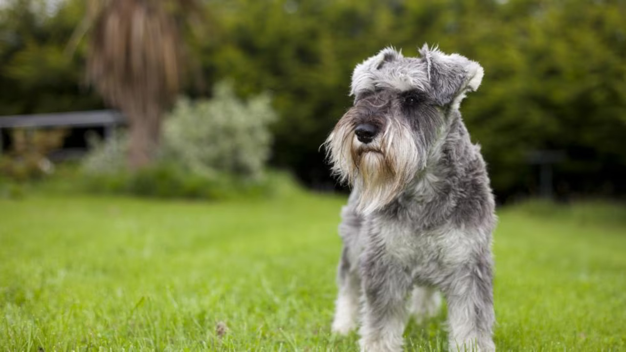 The Role Of Genetics In Schnauzer's Intelligence