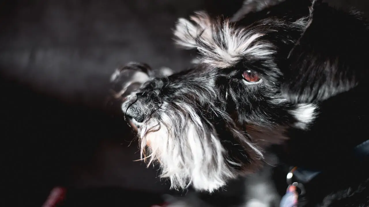The Science Behind Dogs Seeing In The Dark