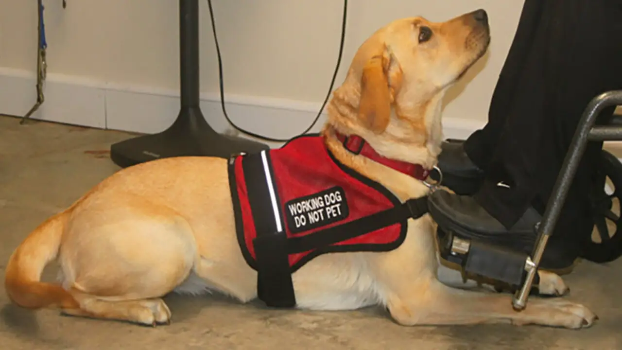 The Training Process For Different Types Of Service Dogs