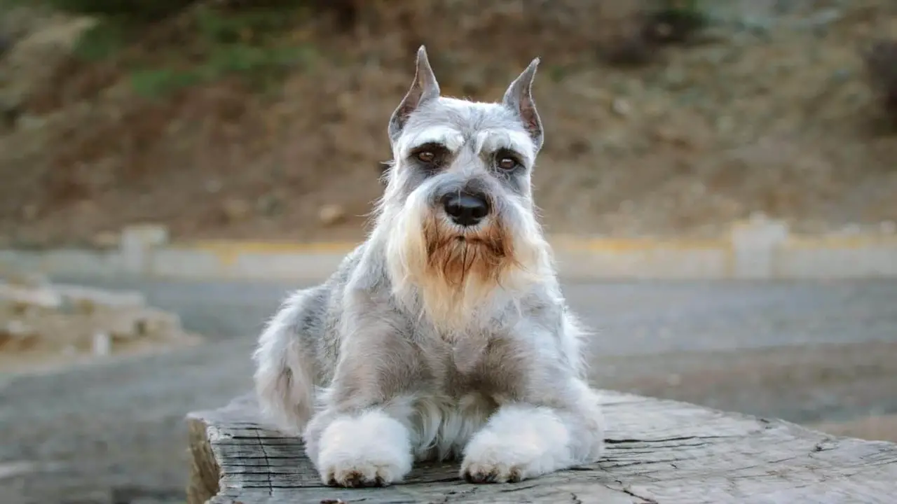Things To Know Regarding Miniature Schnauzer Cropped Ears