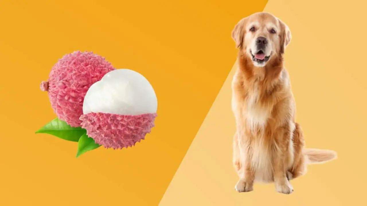 Tips For Introducing Lychee Fruit Into A Dog's Diet