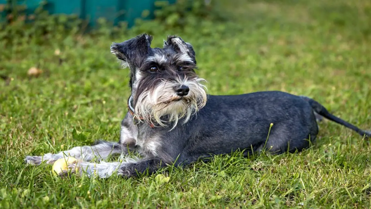 Tips For Managing Excessive Barking In Schnauzers