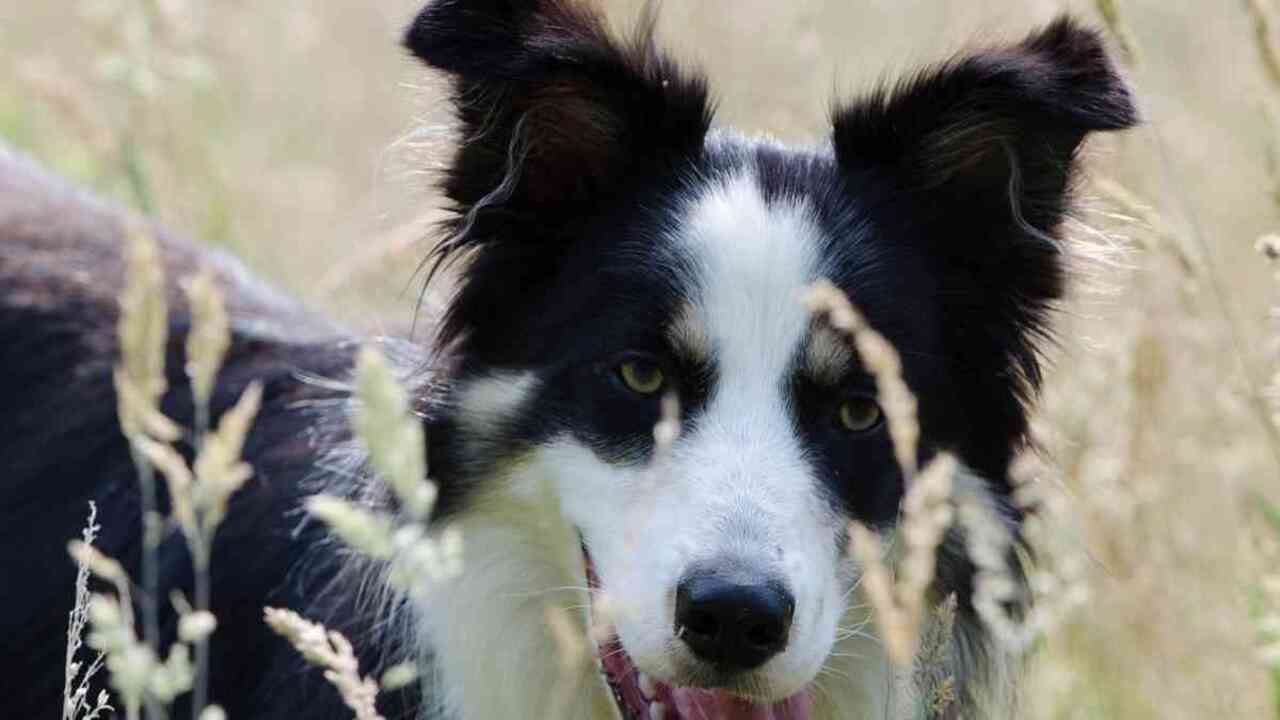Tips For Reducing Allergens In Your Home With A Border Collie