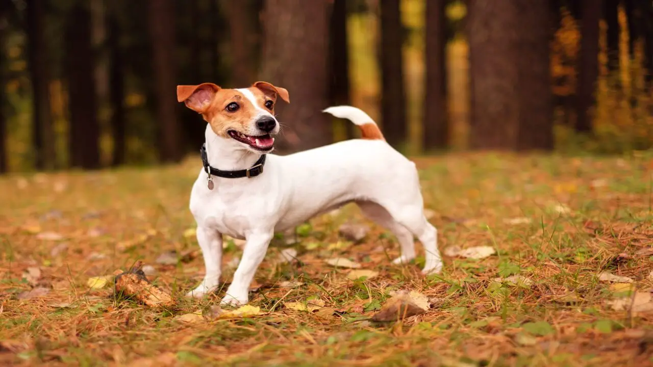 Tips For Reducing The Risk Of Allergies With Jack Russells