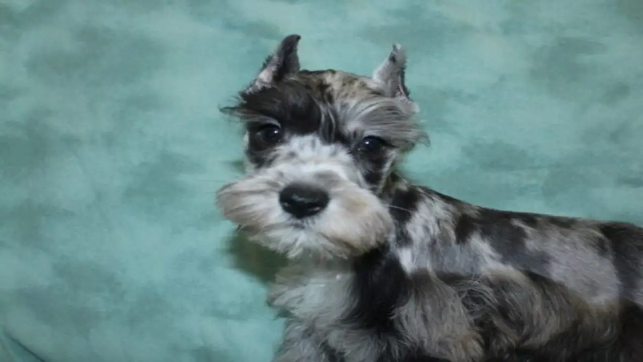 Tips For Taking Care Of Your New Mini Schnauzer In Georgia