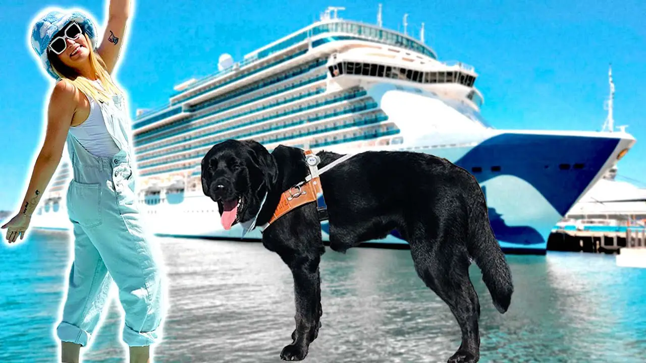 Tips For Taking Your Service Dog On A Cruise