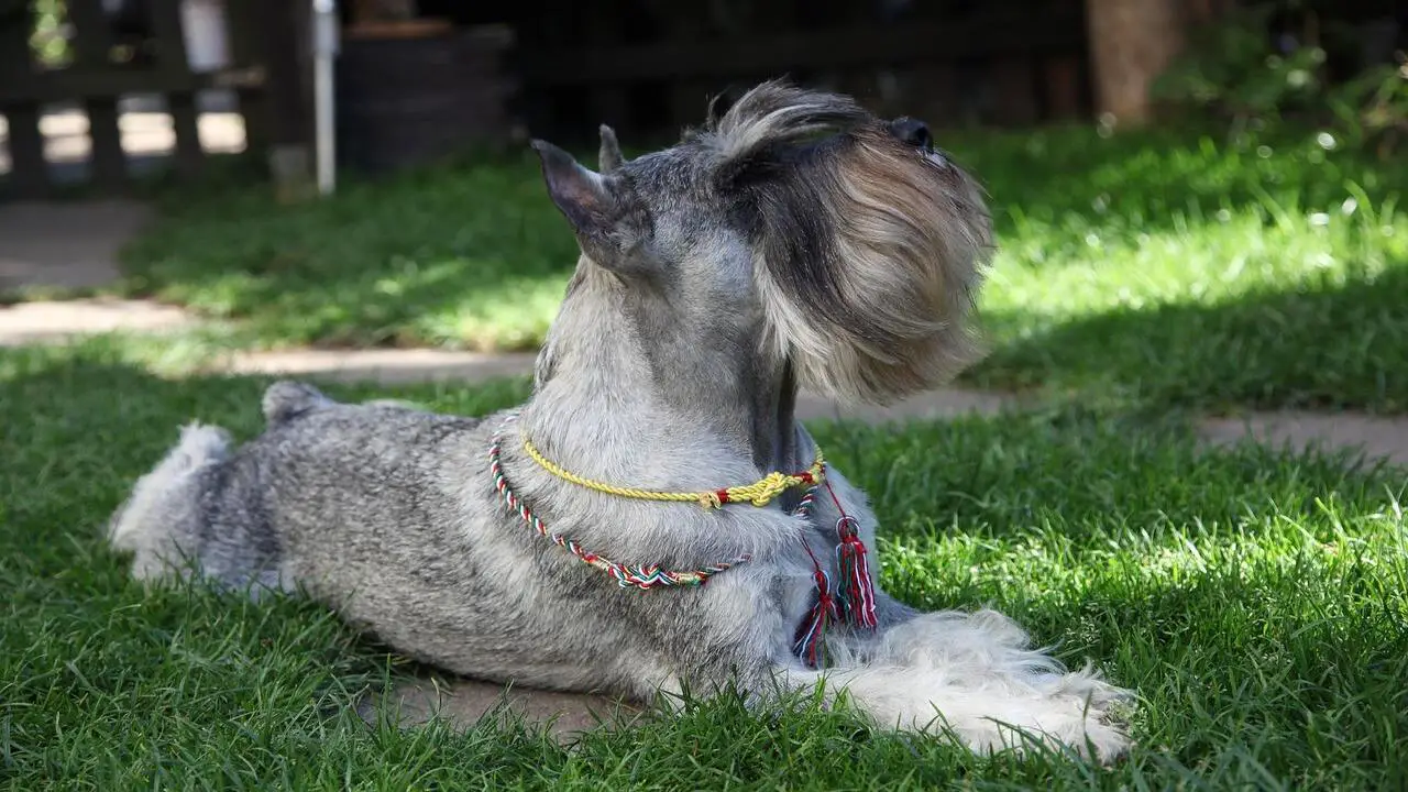 Traditional Schnauzer Cut With Long Hair