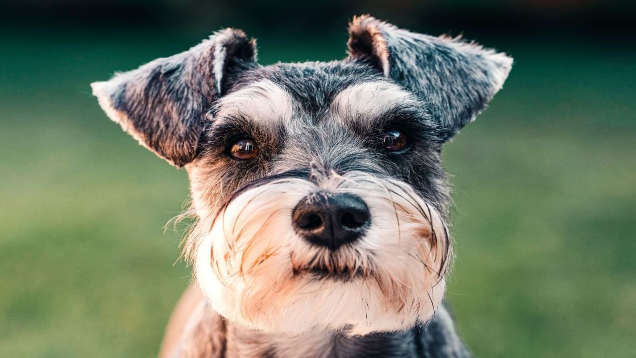 Traditional Schnauzer Cut