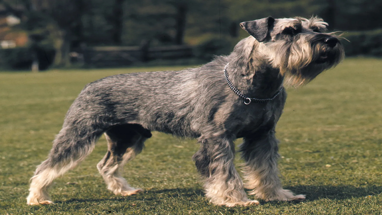 Training Techniques To Manage Your Schnauzer's Vocal Habits