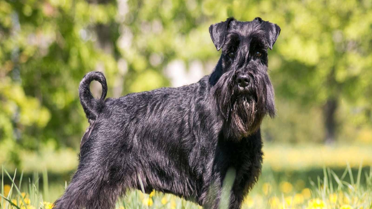 Types Of Attention-Seeking Behavior In Schnauzers