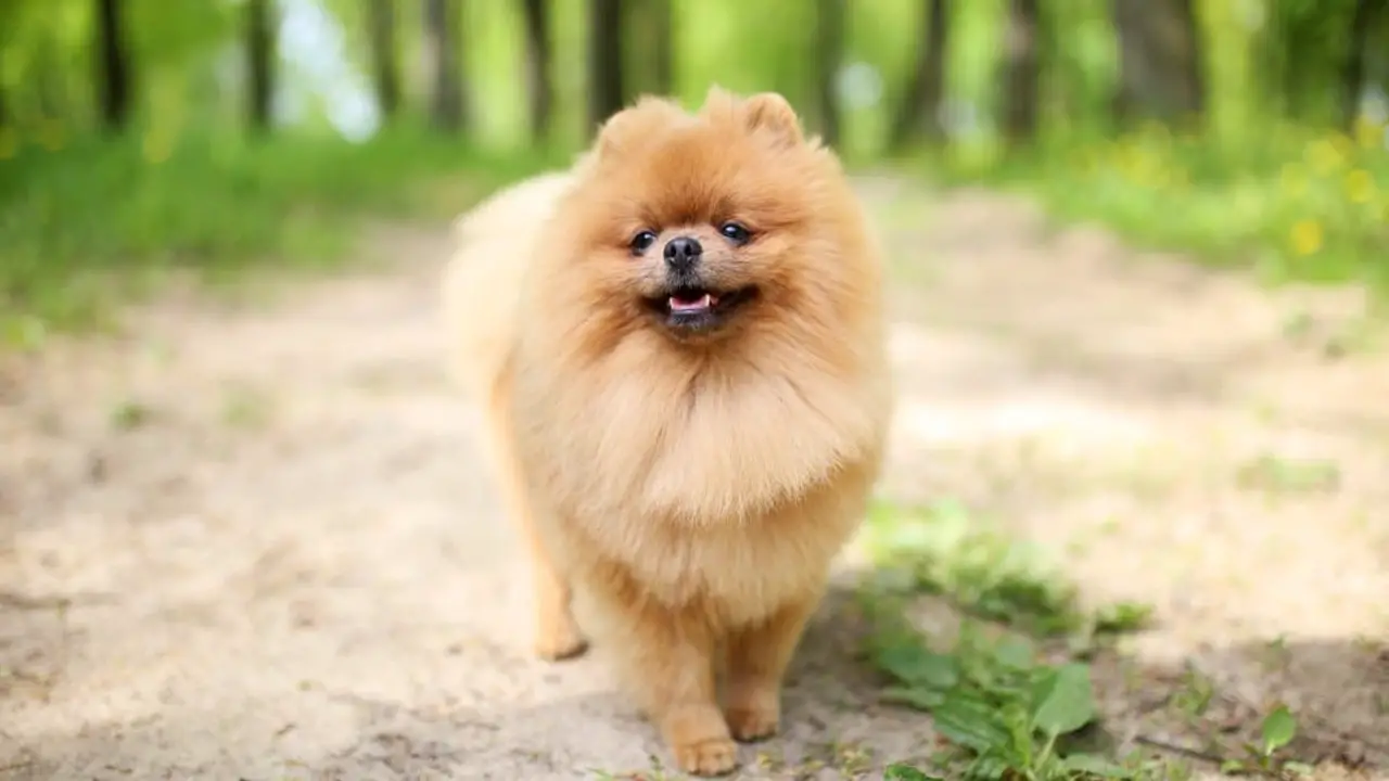 Types Of Jobs For Your Pomeranian