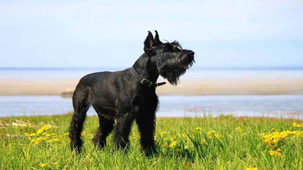 Typical Life Expectancy Of A Giant Schnauzer