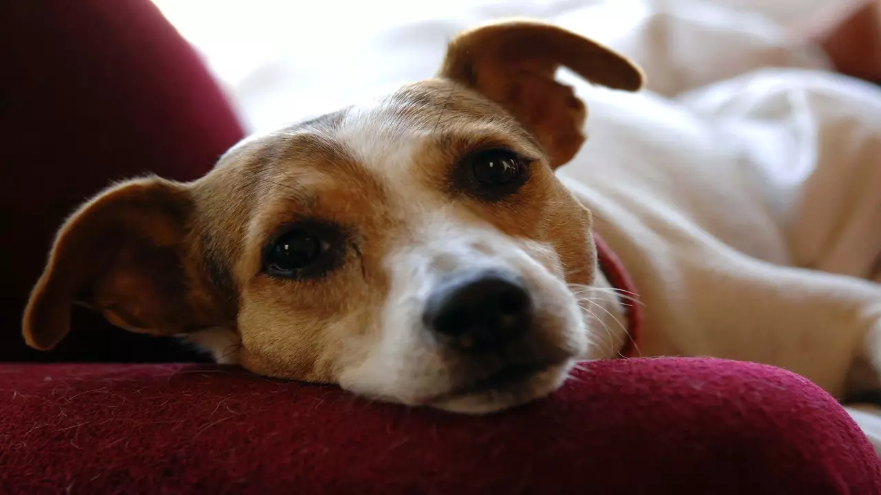 Understanding Common Allergens In Dogs