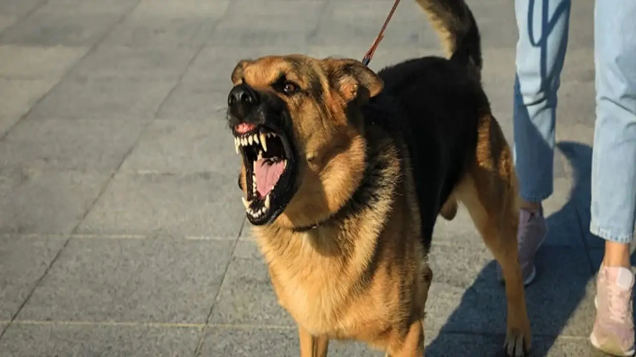 Understanding Indiana's Dog Bite Laws
