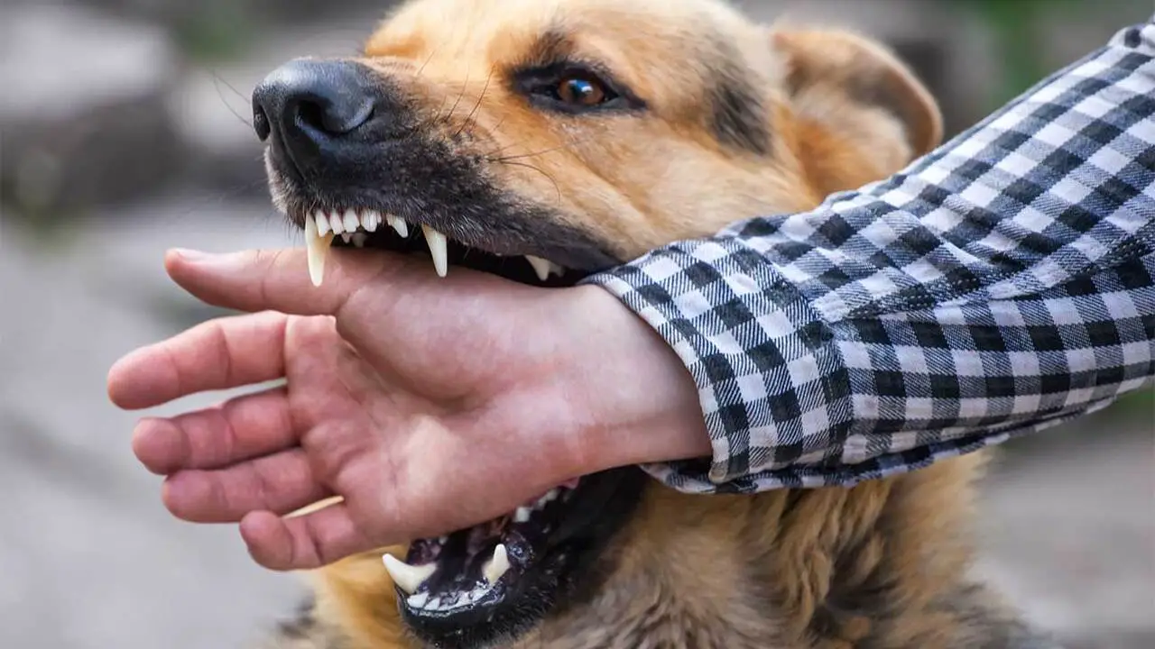 Understanding Strict Liability In Dog Bite Cases