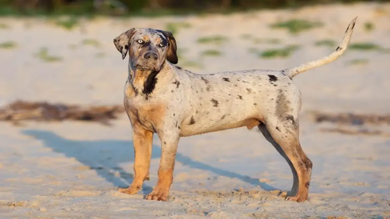 Understanding The Breed Characteristics Of Catahoula Leopard Dogs