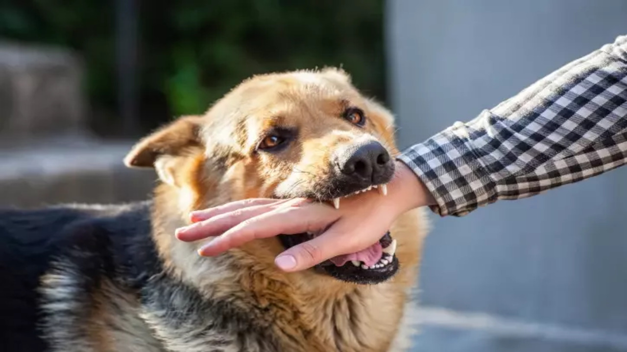 Understanding The Consequences Of A Dog Bite