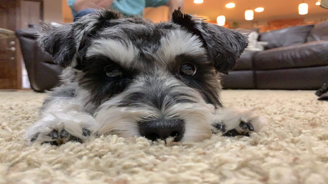 Miniature Schnauzer With Tail - Best Breed Schnauzer